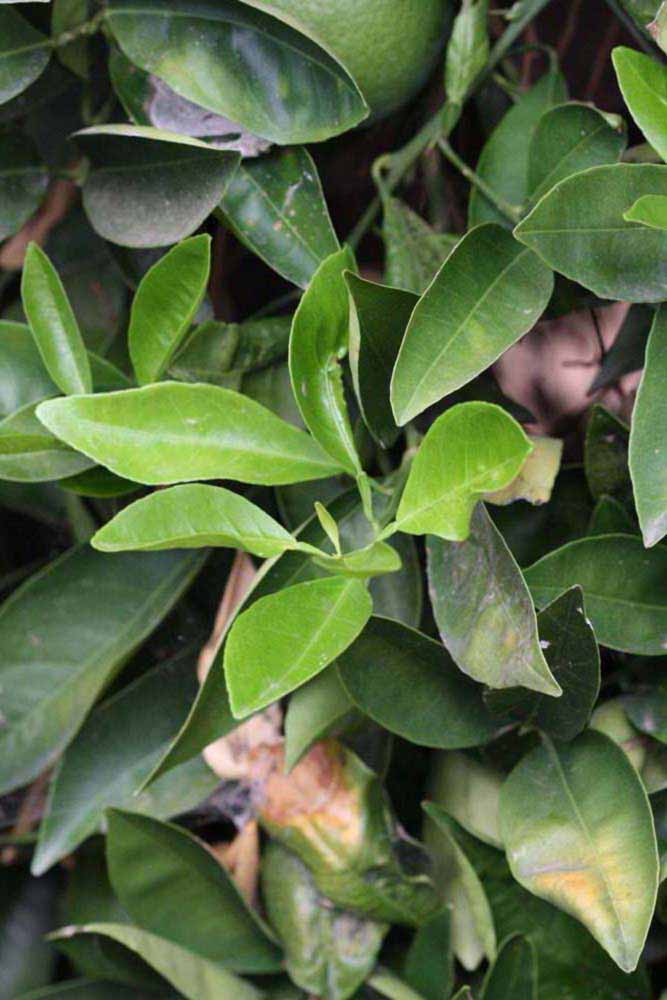              Sun leaves (Riverside, CA)       